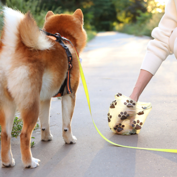 Opština Stari grad pokreće projekat uklanjanja psećeg izmeta