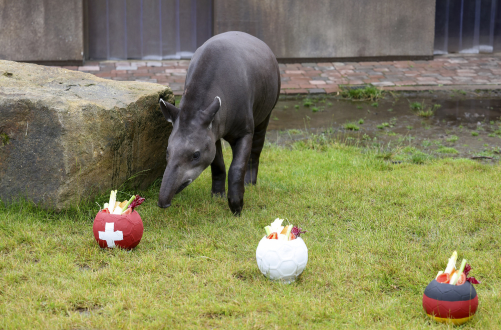 Tapir predvideo rezultate utakmice FOTO