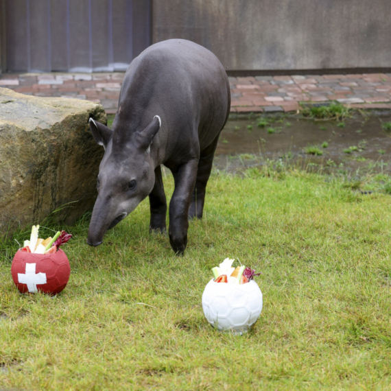 Tapir predvideo rezultate utakmice FOTO