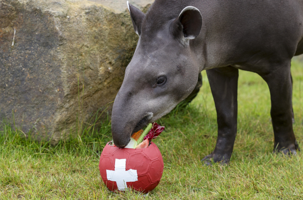 Tapir predvideo rezultate utakmice FOTO