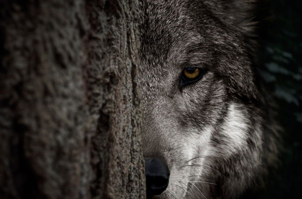 Neverovatno očuvan drevni vuk pronađen u najhladnijem regionu Rusije FOTO