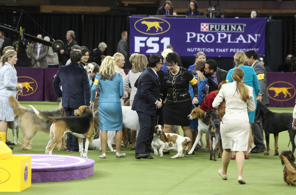 Na takmičenju za najružnijeg psa na svetu 2024. pekinezer odneo pobedu FOTO