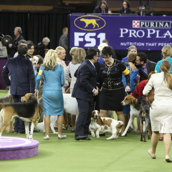 Na takmičenju za najružnijeg psa na svetu 2024. pekinezer odneo pobedu FOTO