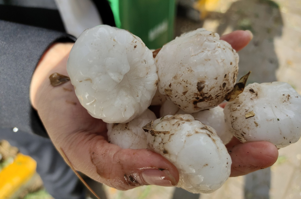Jezivo nevreme: Proglašena vanredna situacija, grad ubijao životinje i lomio FOTO/VIDEO