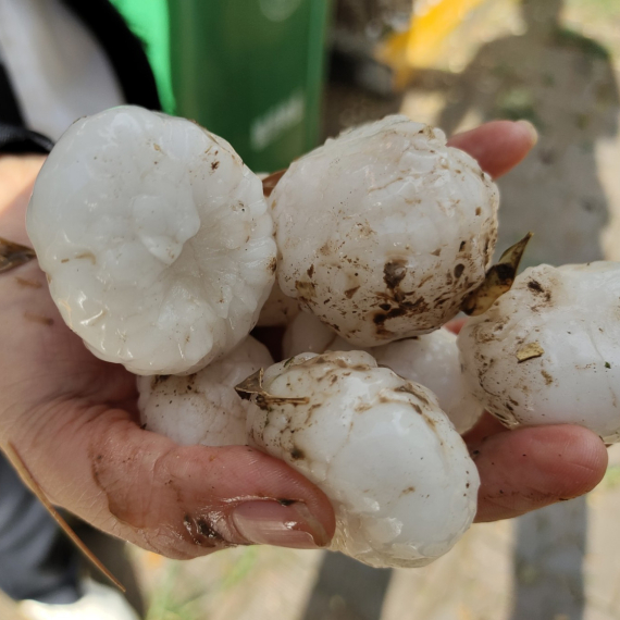 Jezivo nevreme: Proglašena vanredna situacija, grad ubijao životinje i lomio FOTO/VIDEO