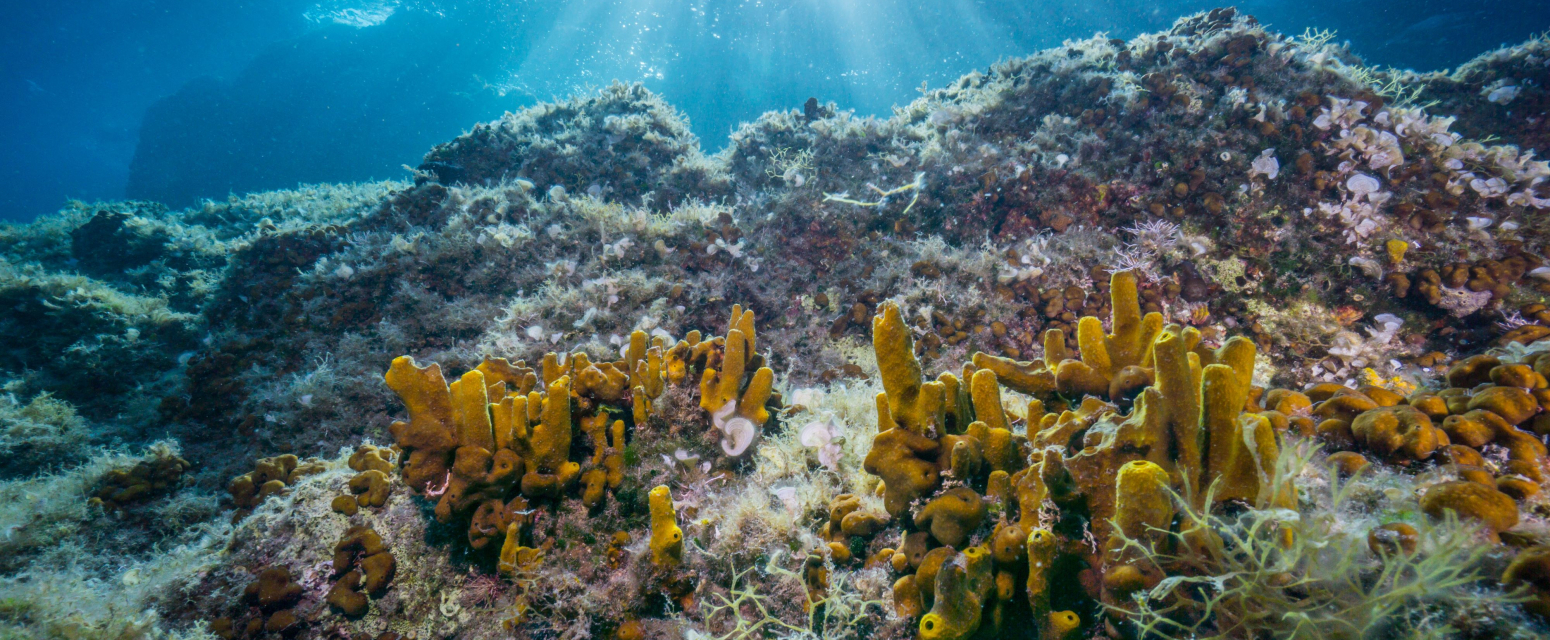 Jedna od njih izbacuje struju od preko 200 volti: Ovo je deset najopasnijih životinja Mediterana FOTO/VIDEO