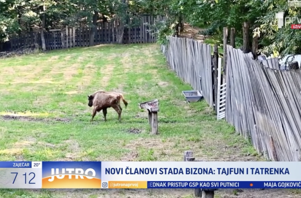 Novi članovi stada bizona: Tajfun i Tatrenka VIDEO