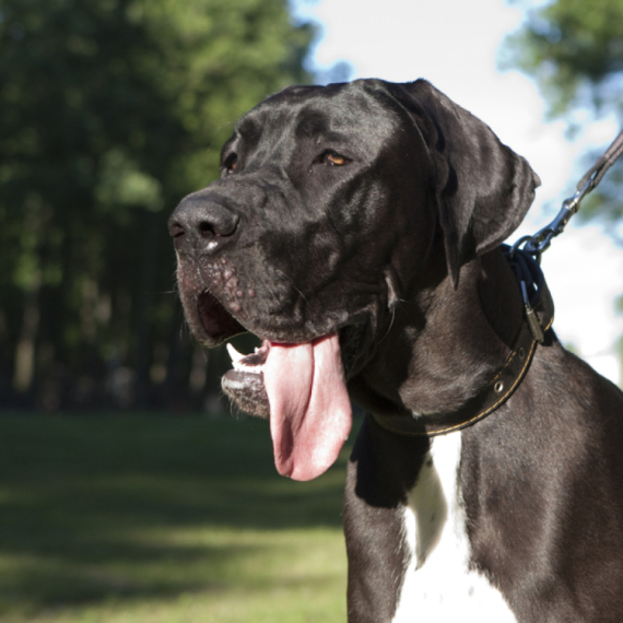 Najveća doga na svetu uginula u trećoj godini