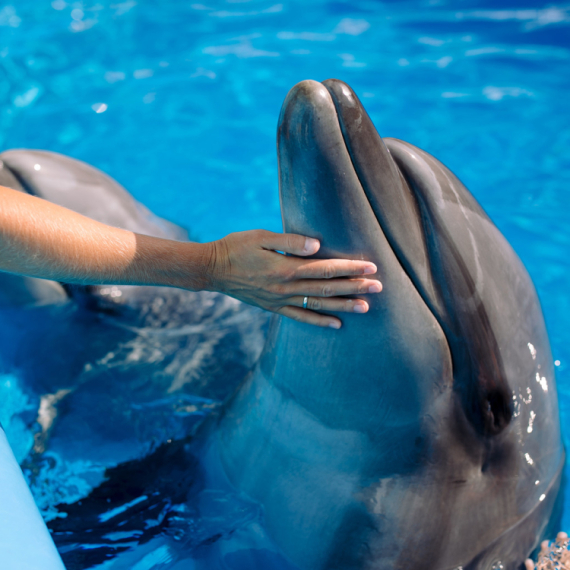 Morske životinje stižu u Srbiju: Imaćemo i akvarijum i delfinarijum