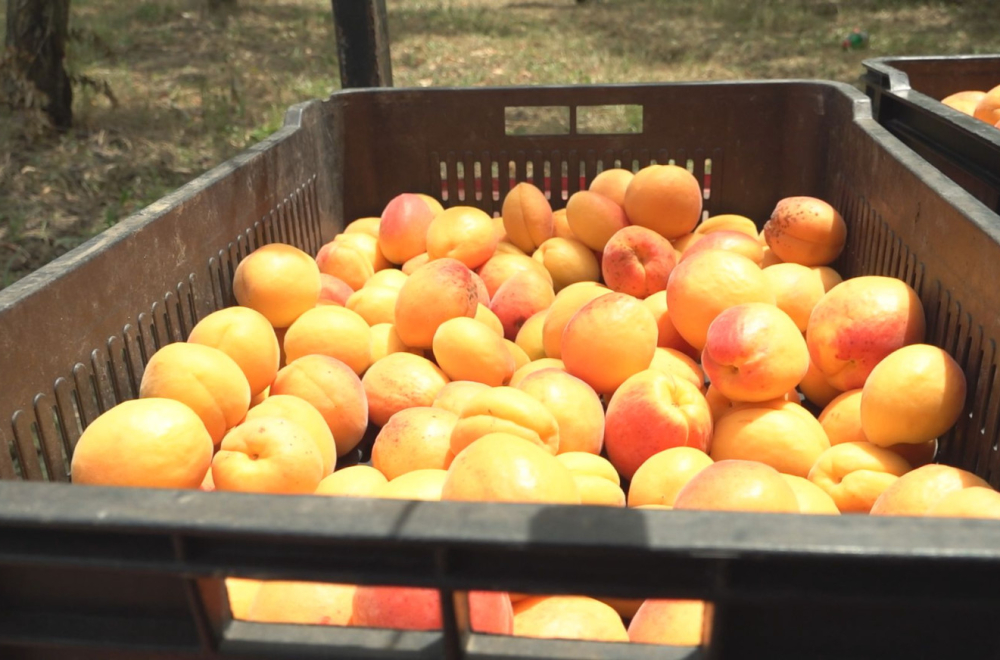 Berba kajsija poranila: Ovo su cene