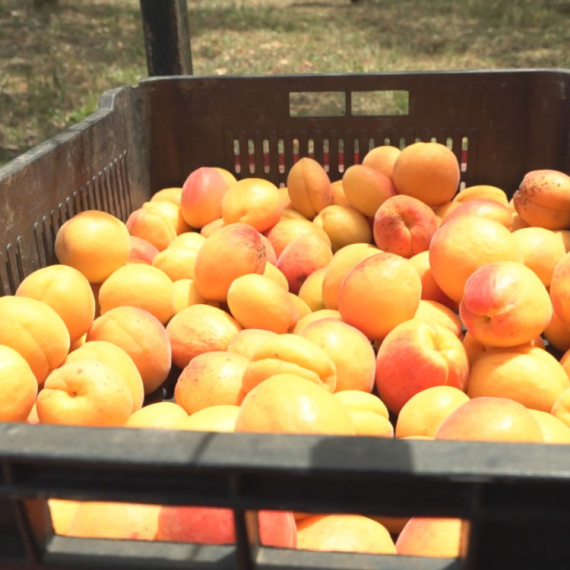 Berba kajsija poranila: Ovo su cene