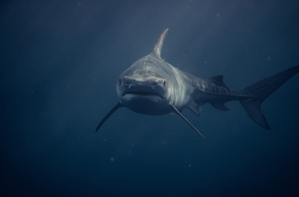 Žena golim rukama odguruje jednog od najvećih morskih predatora VIDEO