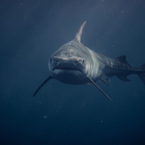 Žena golim rukama odguruje jednog od najvećih morskih predatora VIDEO