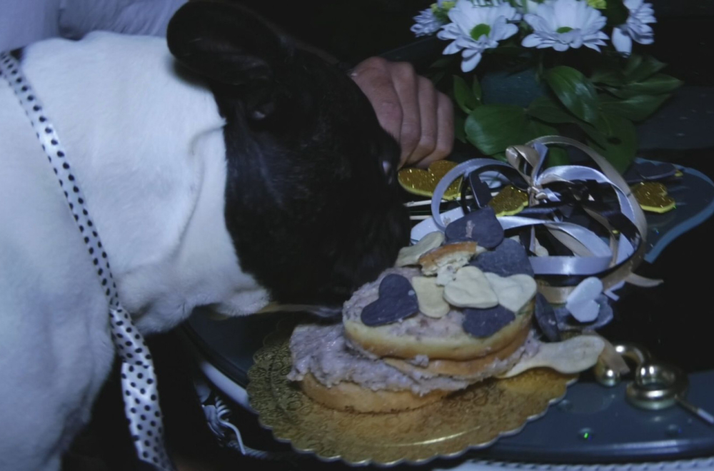 Nisu žalili para za svog psa: Neverovatno veselje u Srbiji, ovaj rođendan će se dugo prepričavati FOTO