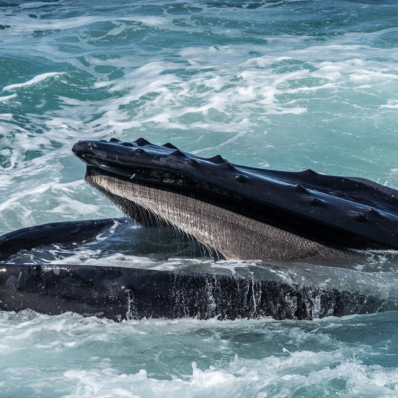 Morska neman se zapetljala u 800 kilograma ribarske opreme