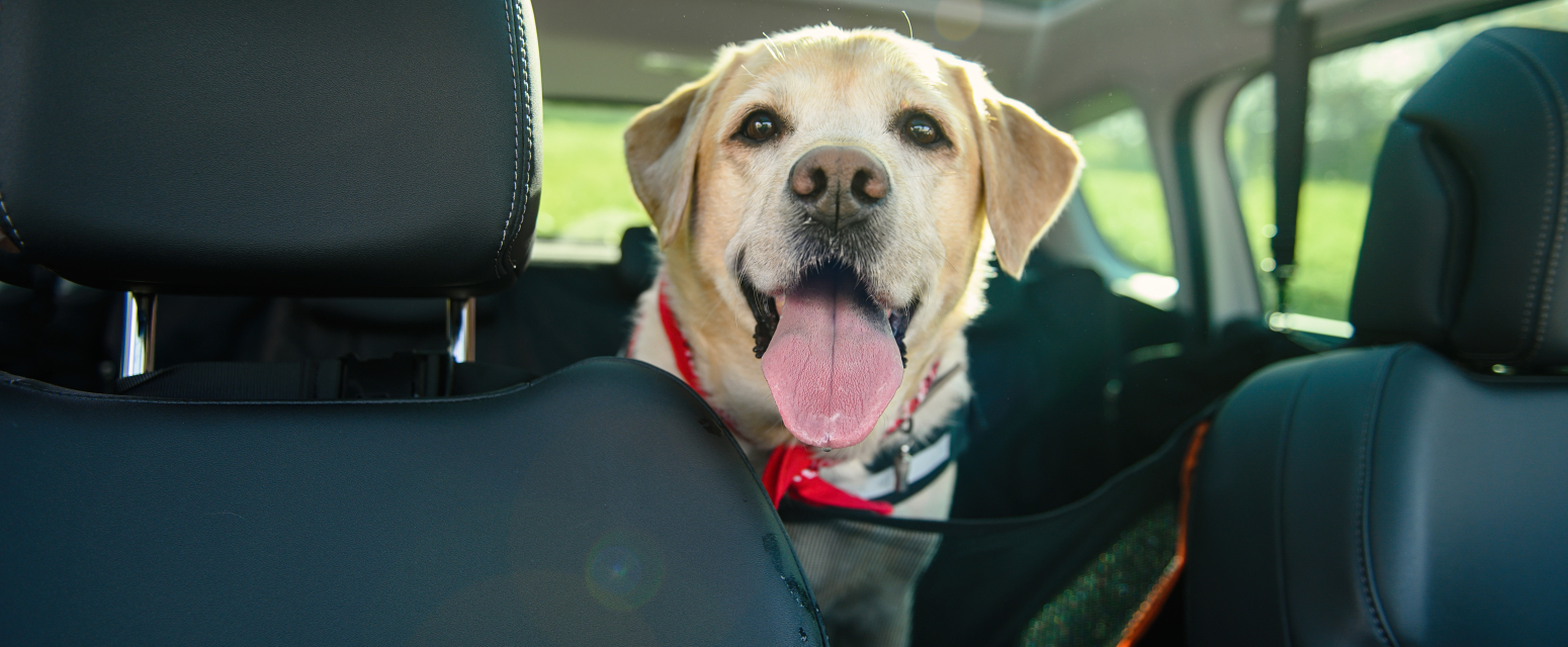 Šta je sve potrebno od dokumenata ako idete na putovanje sa psima? VIDEO