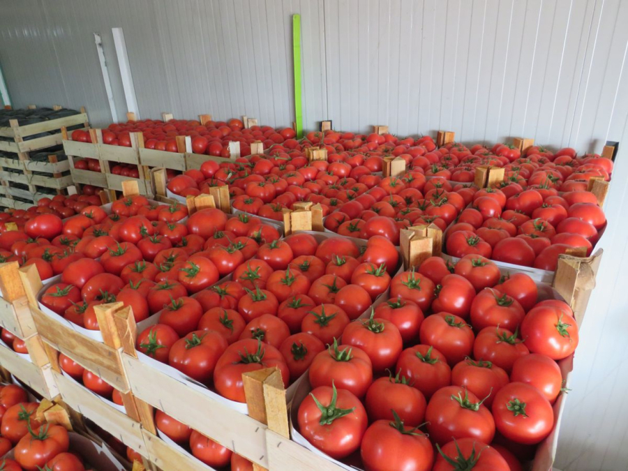 Paradajz pun otrova se lako prepoznaje: Jedan detalj je ključan