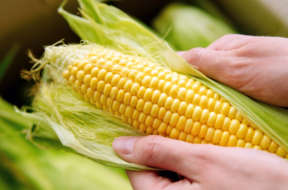 EU odobrila upotrebu GMO