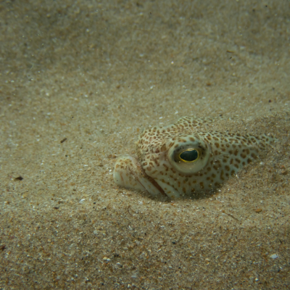 U komšiluku se pojavile morske otrovnice, vrebaju sa svih strana