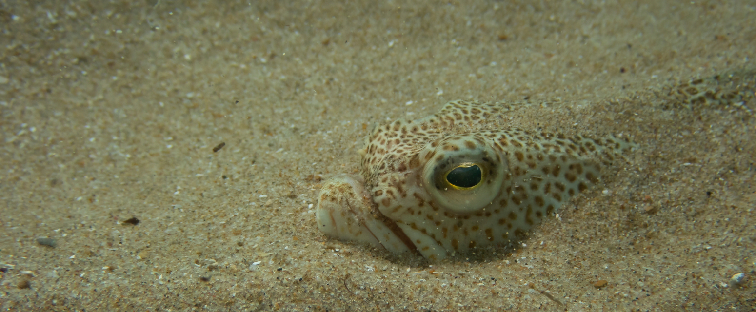 U komšiluku se pojavile morske otrovnice, vrebaju sa svih strana