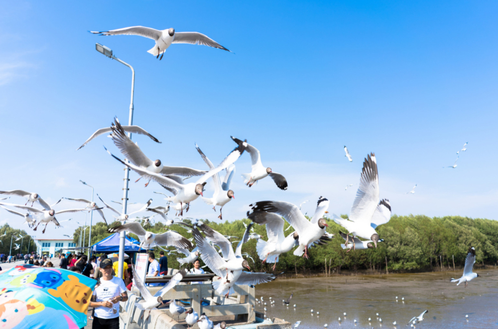 Galebovi napali devojku: "Mislila sam da će mi oči iskopati"
