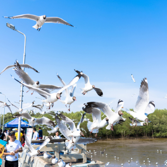 Galebovi napali devojku: "Mislila sam da će mi oči iskopati"