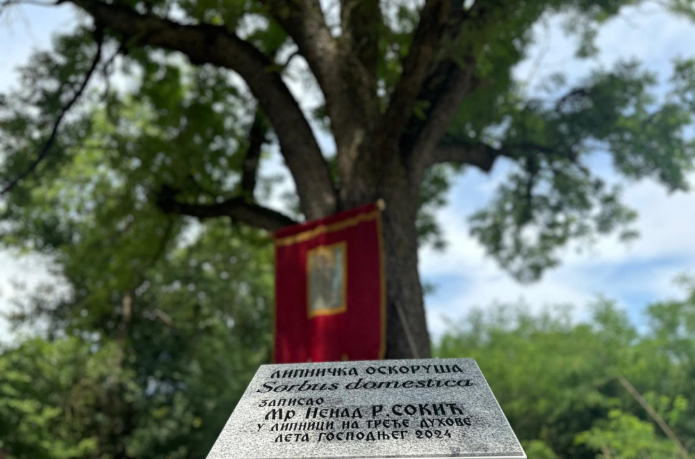 Otišli iz sela i školovali se: Ali ih i sada put navede do posebnog drveta FOTO