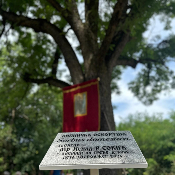 Otišli iz sela i školovali se: Ali ih i sada put navede do posebnog drveta FOTO