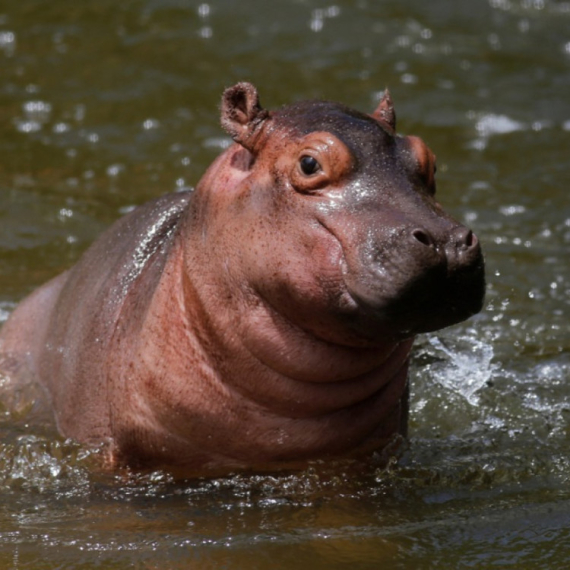 Kolumbija planira da usmrti 80 Eskobarovih nilskih konja: Zaštita ekosistema ili okrutna mera?