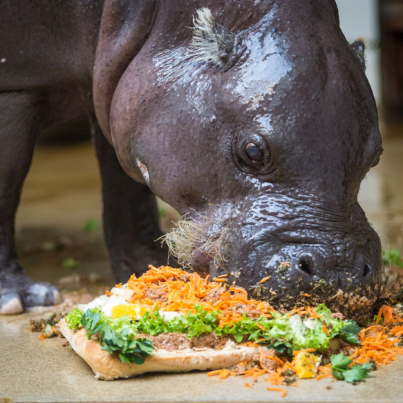 Kako nazvati bebu patuljastog nilskog konja?