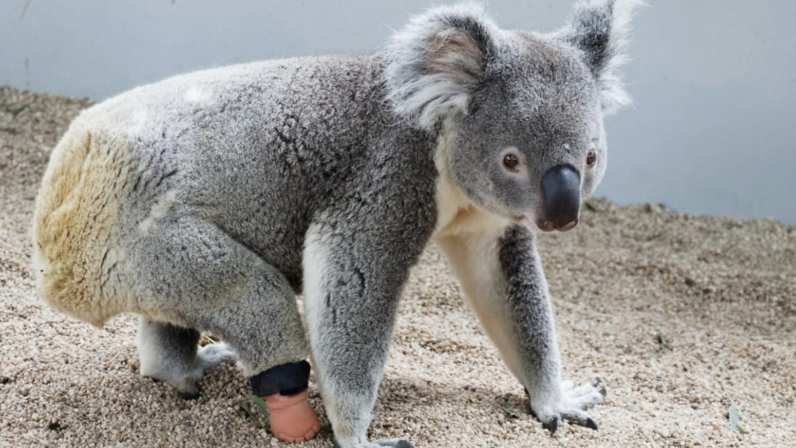 Zubar koji je napravio protezu za koalu