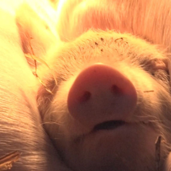 "Prvo kreće da škljoca zubima": Veterinar otkriva kako da se spasite od napada svinje FOTO