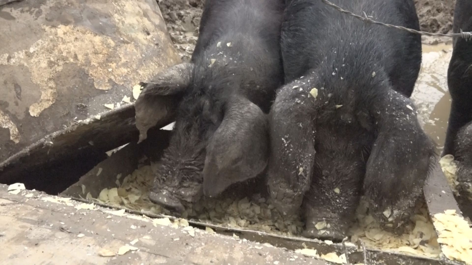 Prvo kreće da škljoca zubima: Veterinar otkriva kako da se spasite od napada svinje FOTO