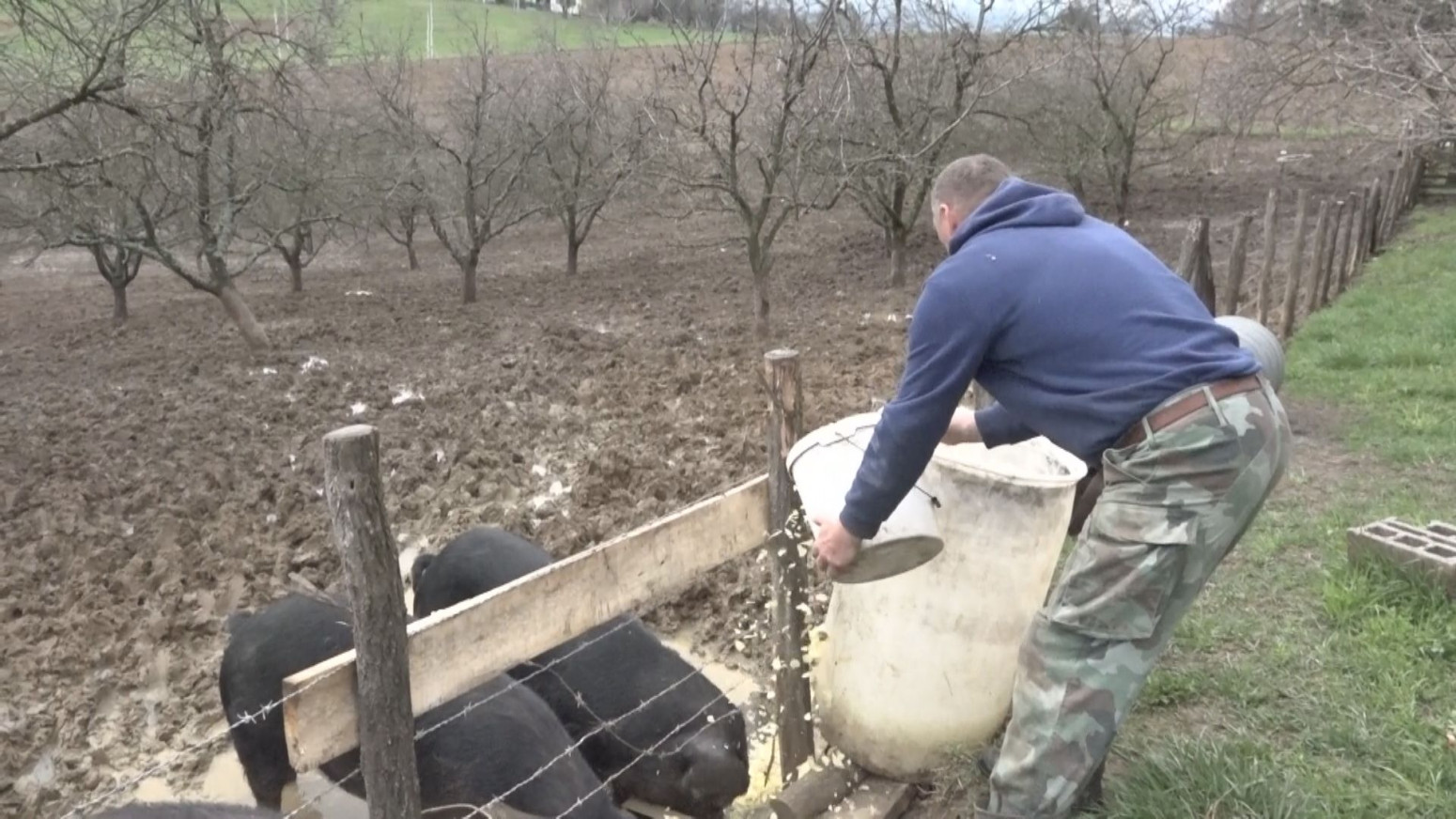 Prvo kreće da škljoca zubima: Veterinar otkriva kako da se spasite od napada svinje FOTO