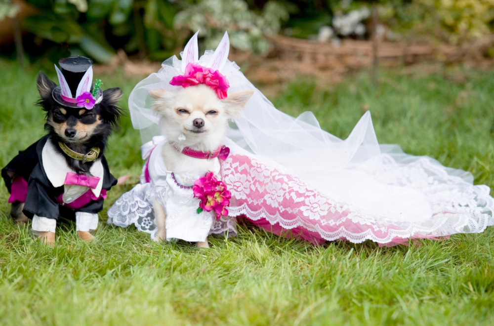 Venčanja za pse sve popularnija: Vlasnici izdvajaju pozamašne svote novca