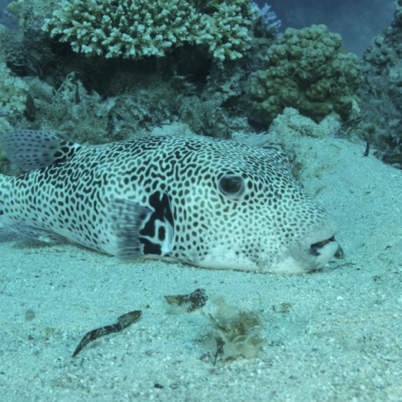 Ovo su najopasnije ribe u Jadranskom moru: Kad vas ova vrsta ubode celo telo vas boli VIDEO