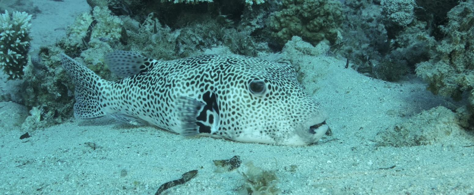 Ovo su najopasnije ribe u Jadranskom moru: Kad vas ova vrsta ubode celo telo vas boli VIDEO