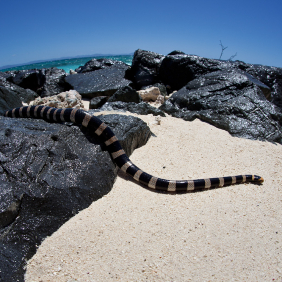 Zmija otrovnica ujela ženu u Grčkoj: Pogledajte šta da radite ukoliko ste na plaži