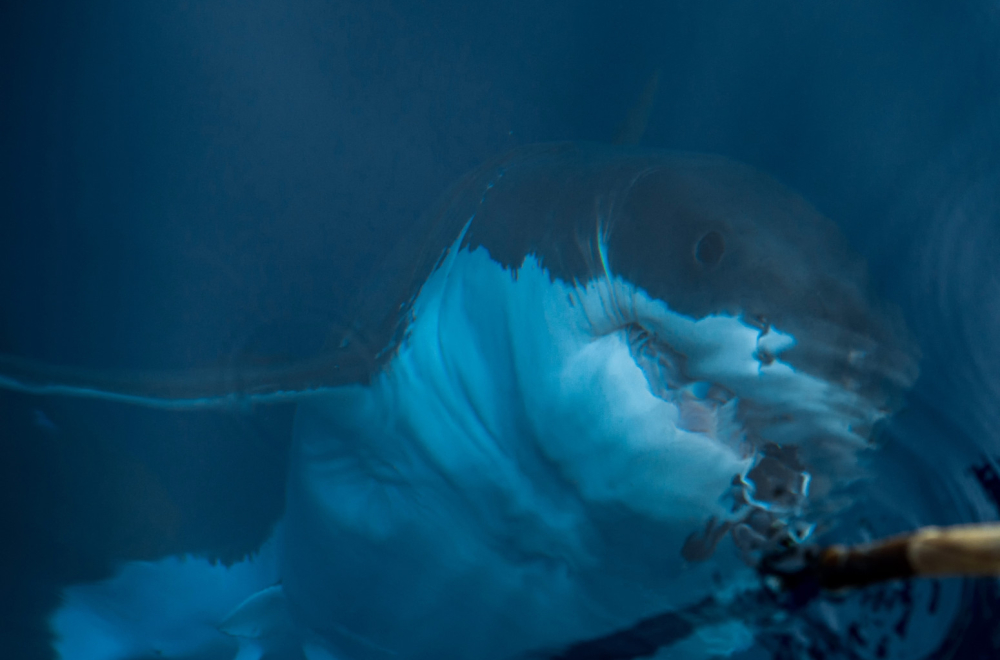 Strašan napad ajkule: Povređen predvodnik naučne ekspedicije