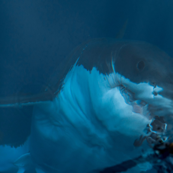 Naleteli na ajkulu od šest metara: Otac i sin se šokirali prizorom dok su se vozili čamcem VIDEO