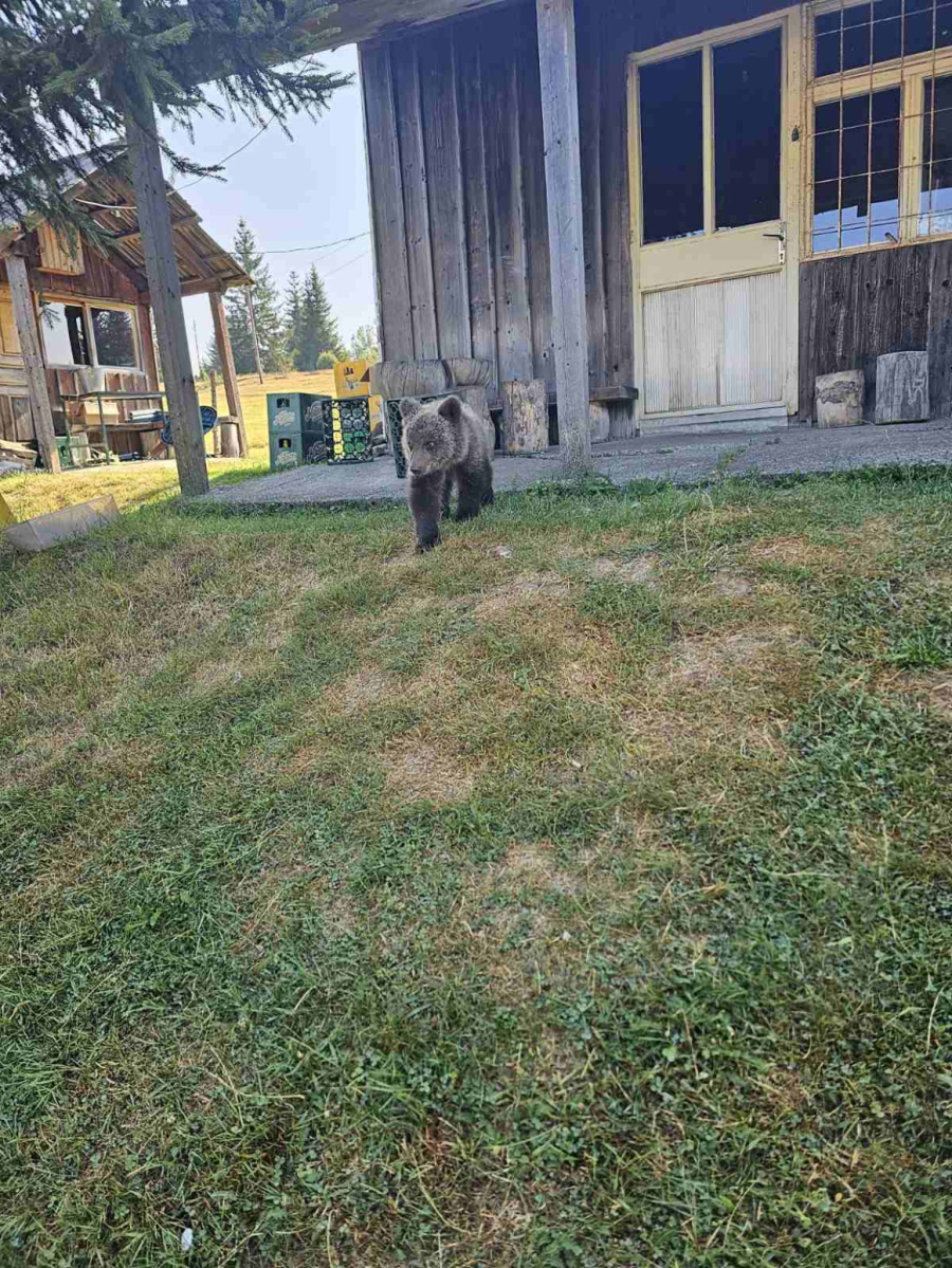Mile iz Bijelog Polja ima jedinstvenog kućnog ljubimca: Pripitomljeno meče mu se iznova vraća FOTO