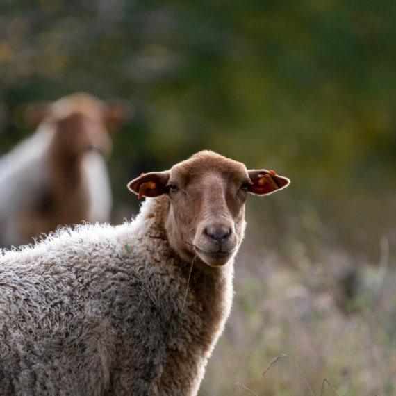 Udar groma usmrtio 30 ovaca i 10 jagnjadi
