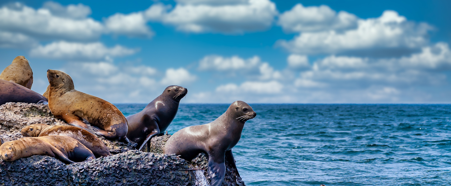Foke izašle iz vode pa rasterale turiste na plaži: U trenutku nastao stampedo VIDEO