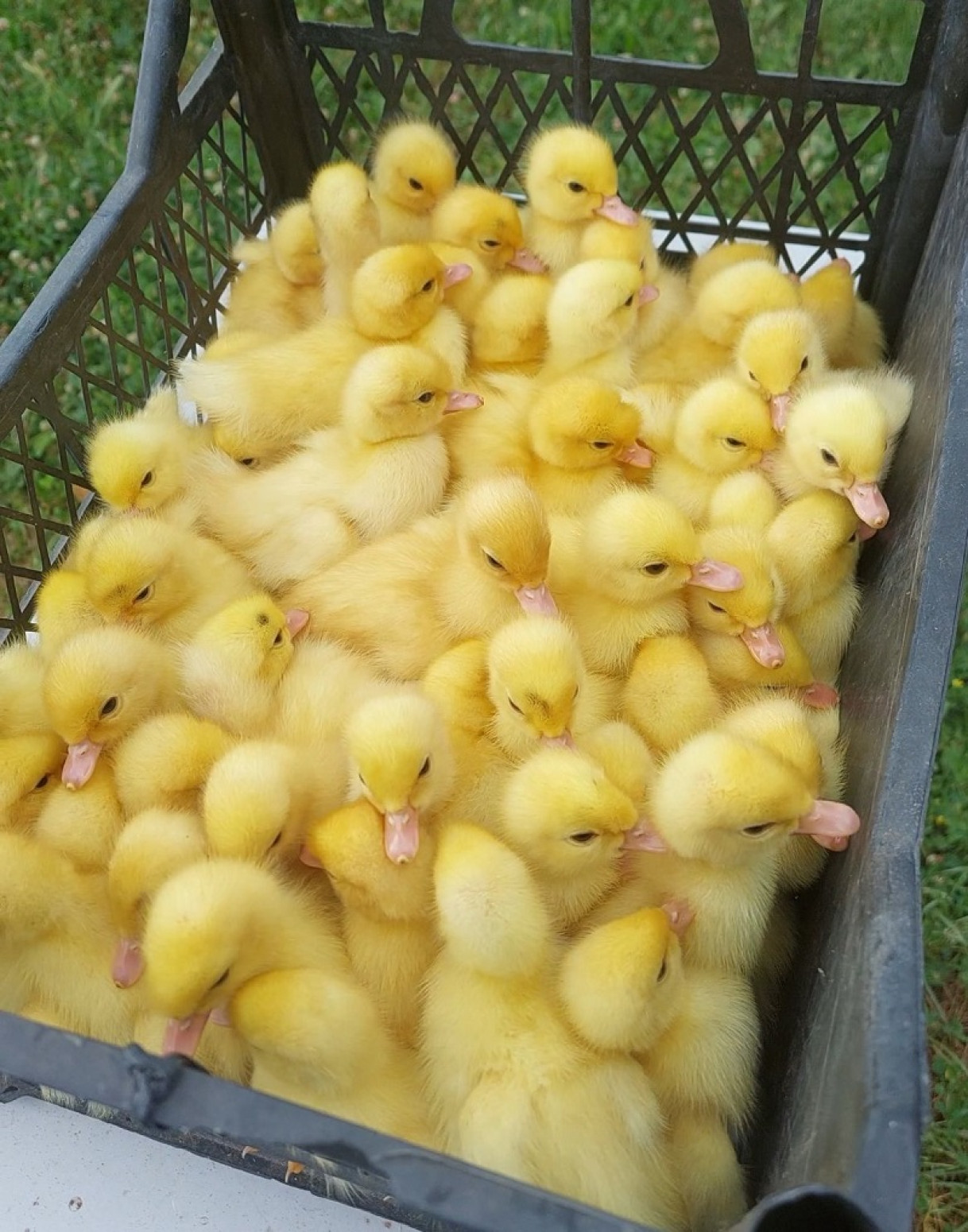 Neverovatan prizor u dvorištu jednog Čačanina, dogodila se prava fešta FOTO