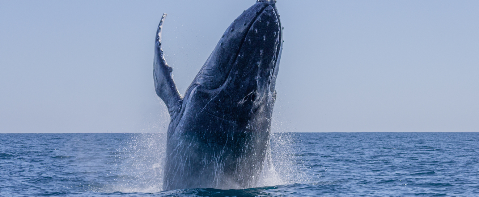 Nestvaran prizor na Crnogorskom primorju: Ljudi zanemeli VIDEO