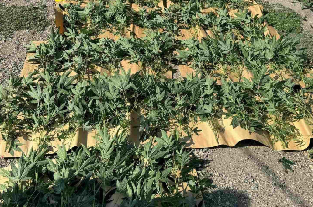 Otkrivena laboratorija marihuane u okolini Čačka FOTO