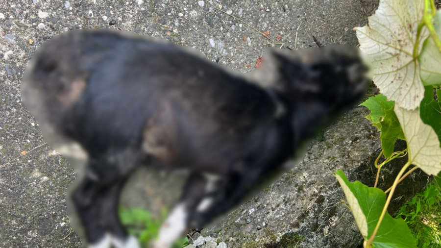 Užas u Kragujevcu: Muškarac otrovao vlasničkog psa FOTO