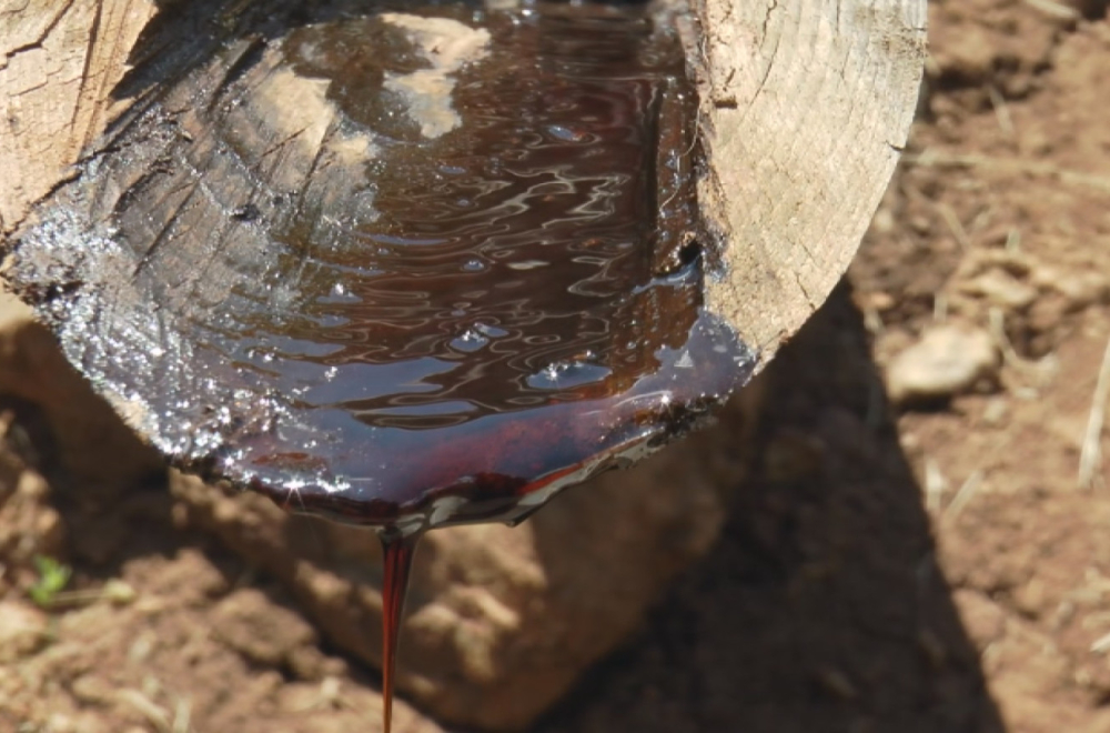 Magični zlatiborski lek neće imati ko da pravi FOTO