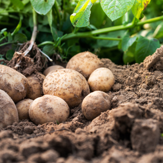 Ako na krompiru vidite ove tri stvari, odmah ga bacite u smeće