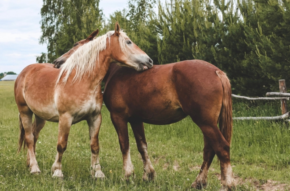 Poznato stanje otrovanih konja u Kragujevcu; Uzorci hrane poslati na analizu